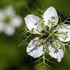 Eine Jungfer im Grünen