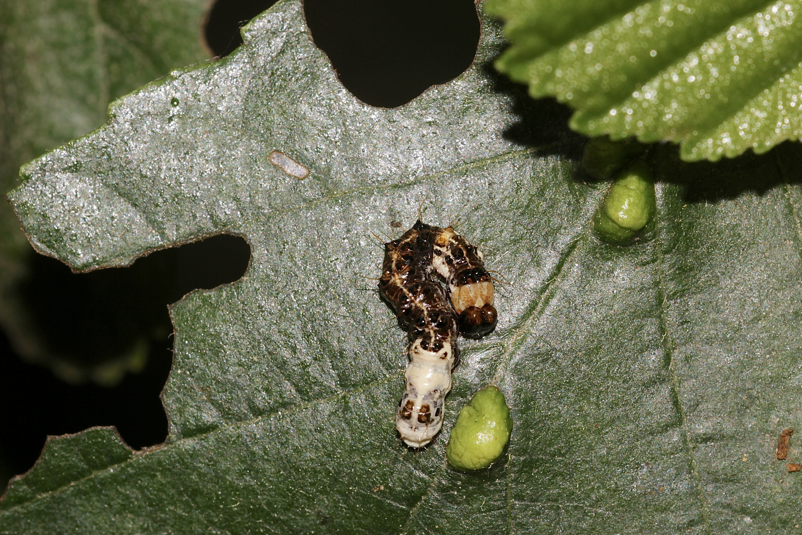 Eine Jungraupe der Erleneule (Acronicta alni), ...