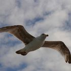 Eine juvenile Mantelmöwe am Strand von Zingst