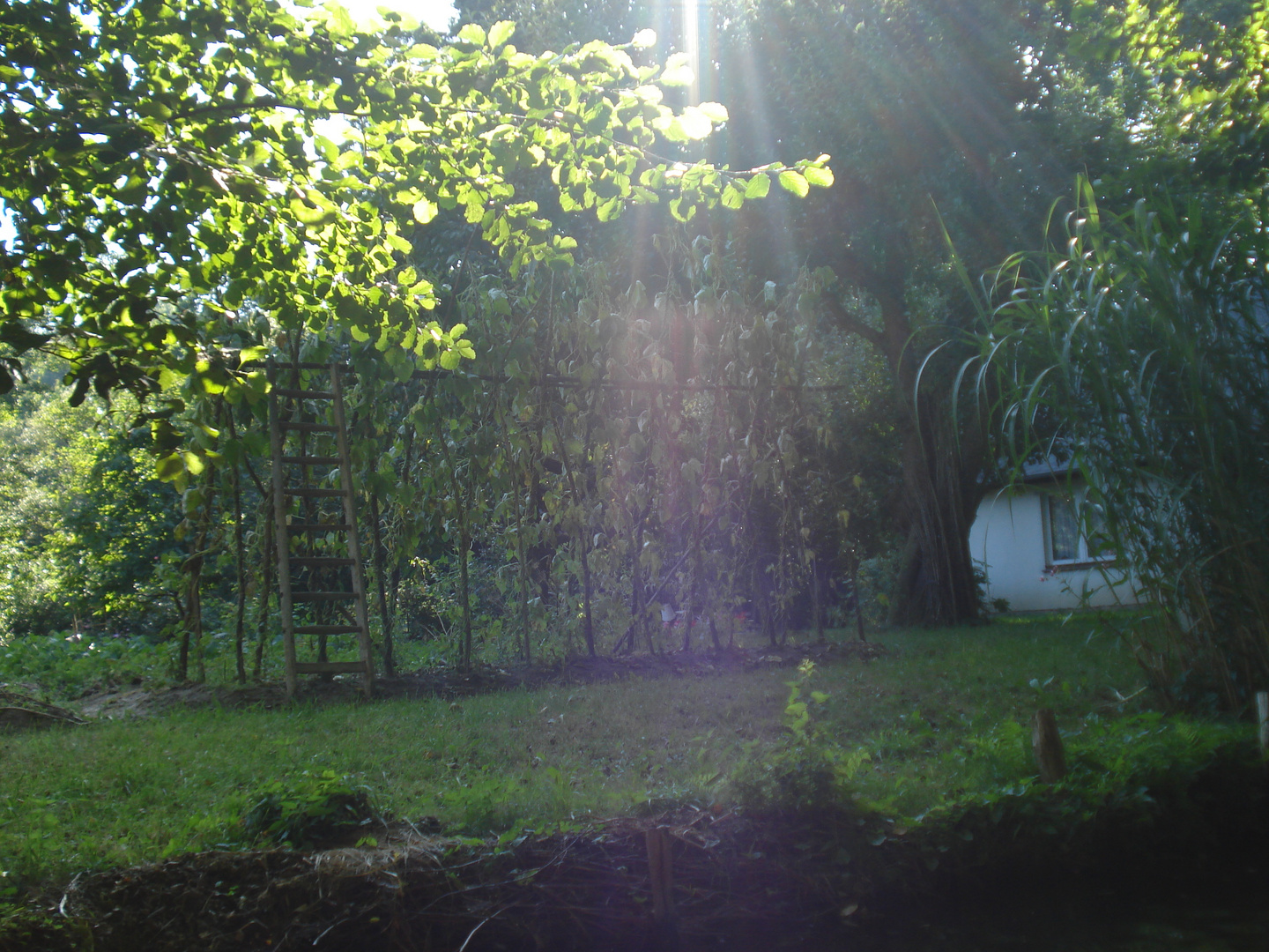 Eine Kahnfahrt durch den Spreewald mit Sonnenschein