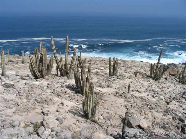 Eine Kakteenwüste an der Panamericana