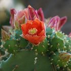 Eine Kaktus-Blüte