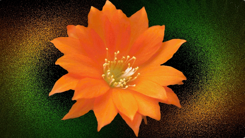 Eine Kaktusblüte