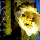 Eine Kaktusblüte vom Titicacasee