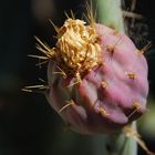 Eine Kaktussssssss-frucht