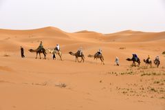Eine Kamelkarawane in der Erg Chebbi in Marokko