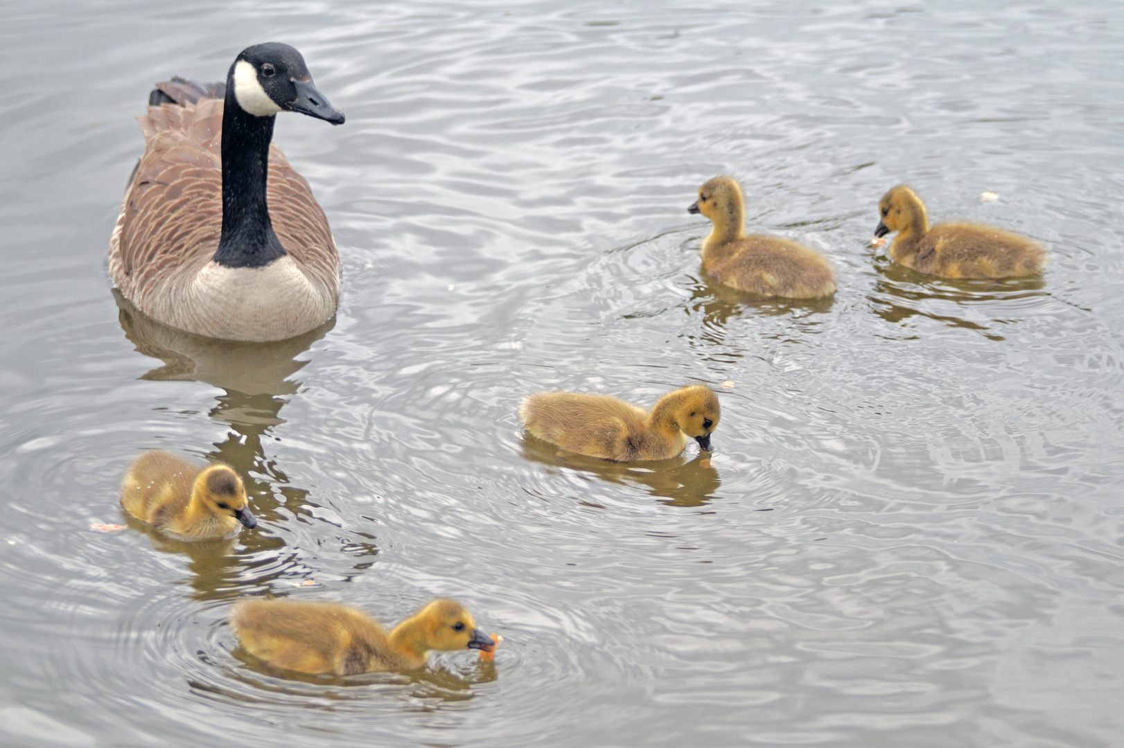 Eine Kanada Gans mit ihren Jungen