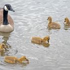 Eine Kanada Gans mit ihren Jungen