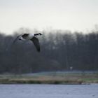 Eine Kanadagans auf dem Weg zum Futterplatz