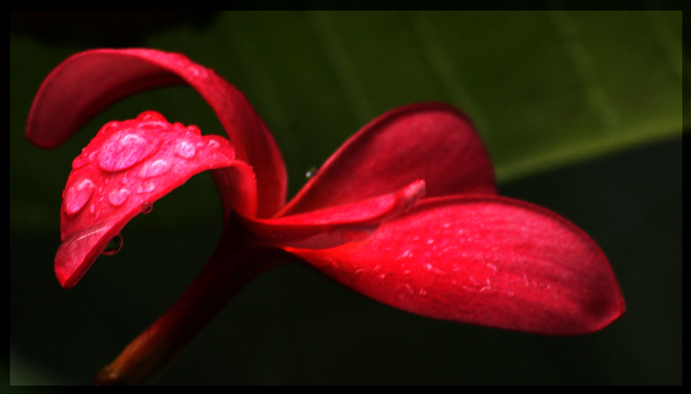 eine kanarische Blume