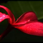 eine kanarische Blume