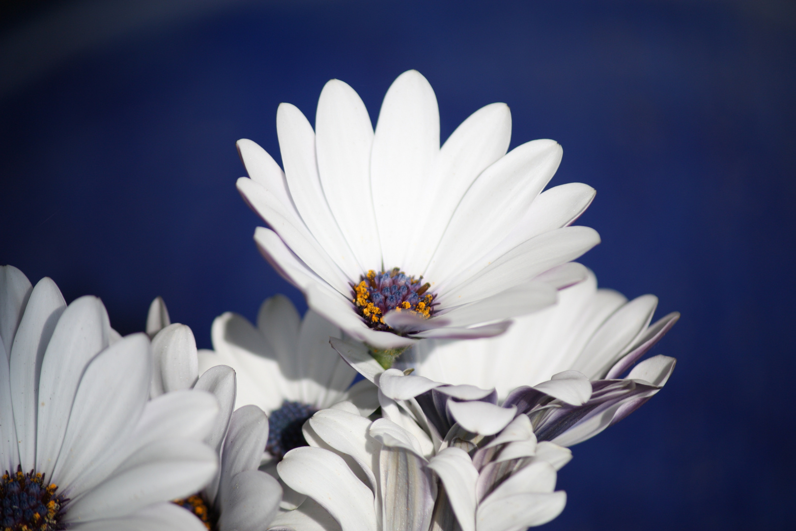 Eine Kapmargerite (Osteospermum) im Garten meines Elternhauses