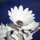 Eine Kapmargerite (Osteospermum) im Garten meines Elternhauses