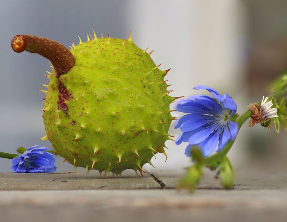 Eine Kastanie... Foto & Bild stillleben, jahreszeiten, herbst Bilder