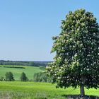 Eine Kastanie am Feldesrand