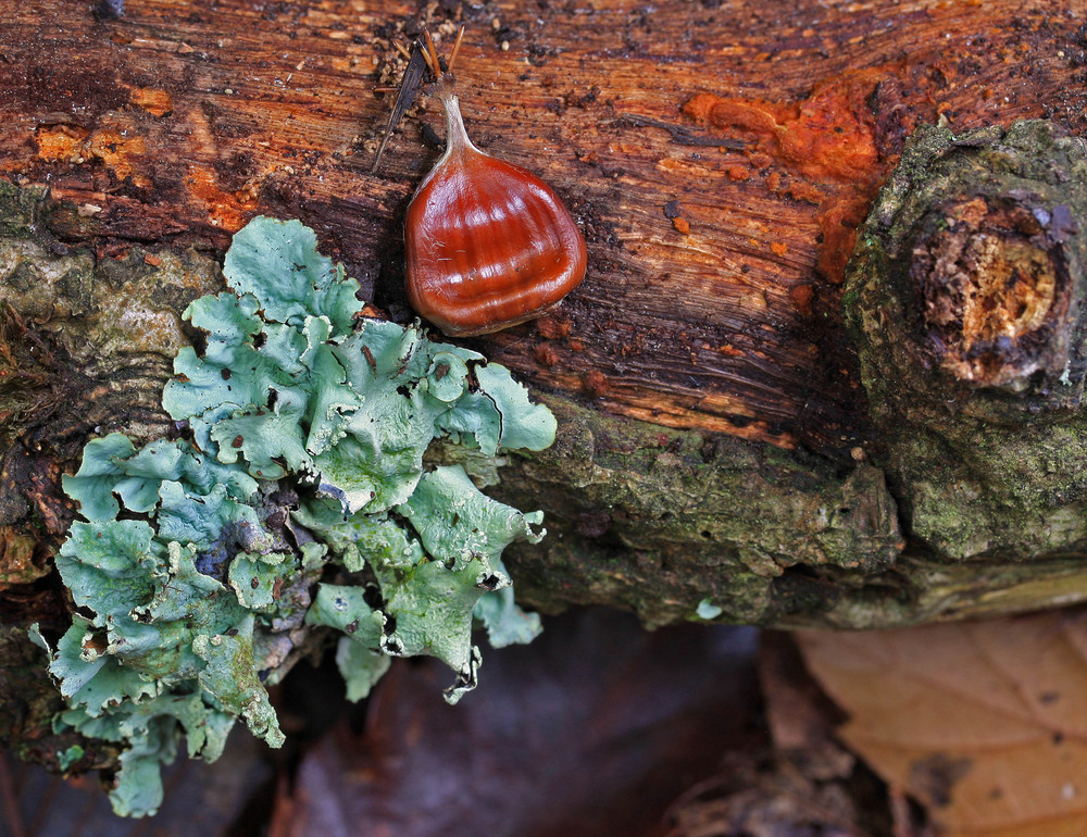 Eine Kastanie im Wald