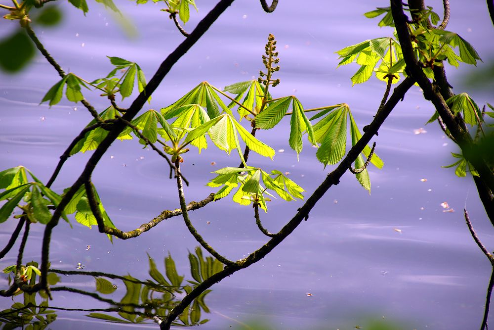 Eine Kastanienkerze droht im Wasser zu verlöschen