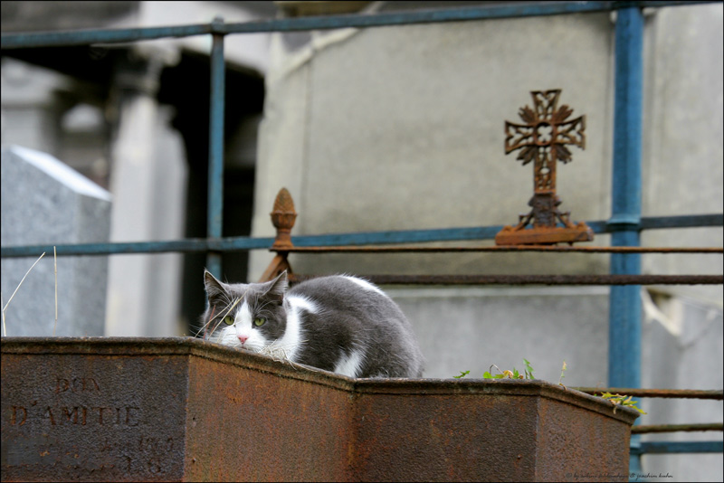 . . . eine katz auf dem montmartre . . .