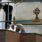 . . . eine katz auf dem montmartre . . .