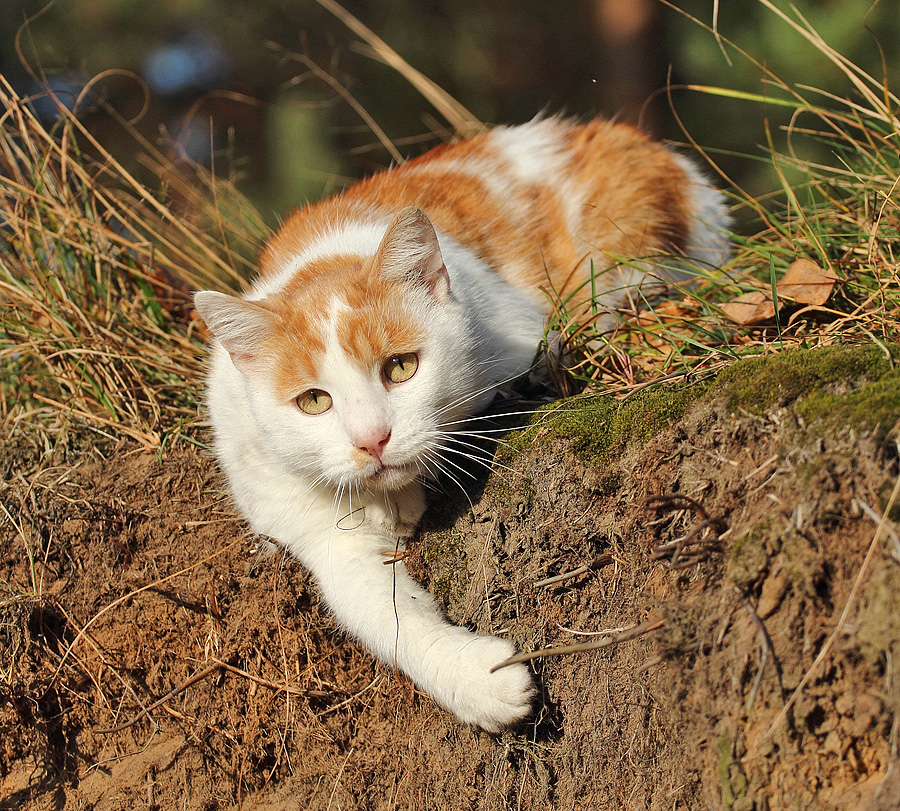 Eine KATZE ...