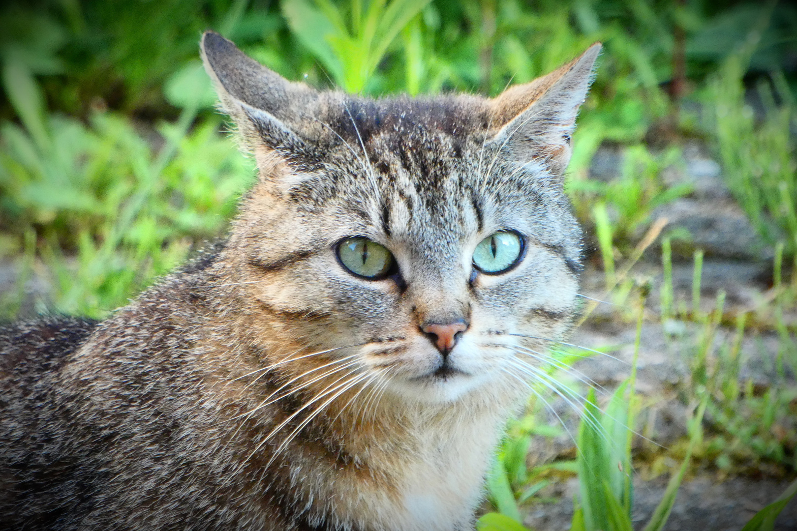 Eine Katze auf Besuch 2