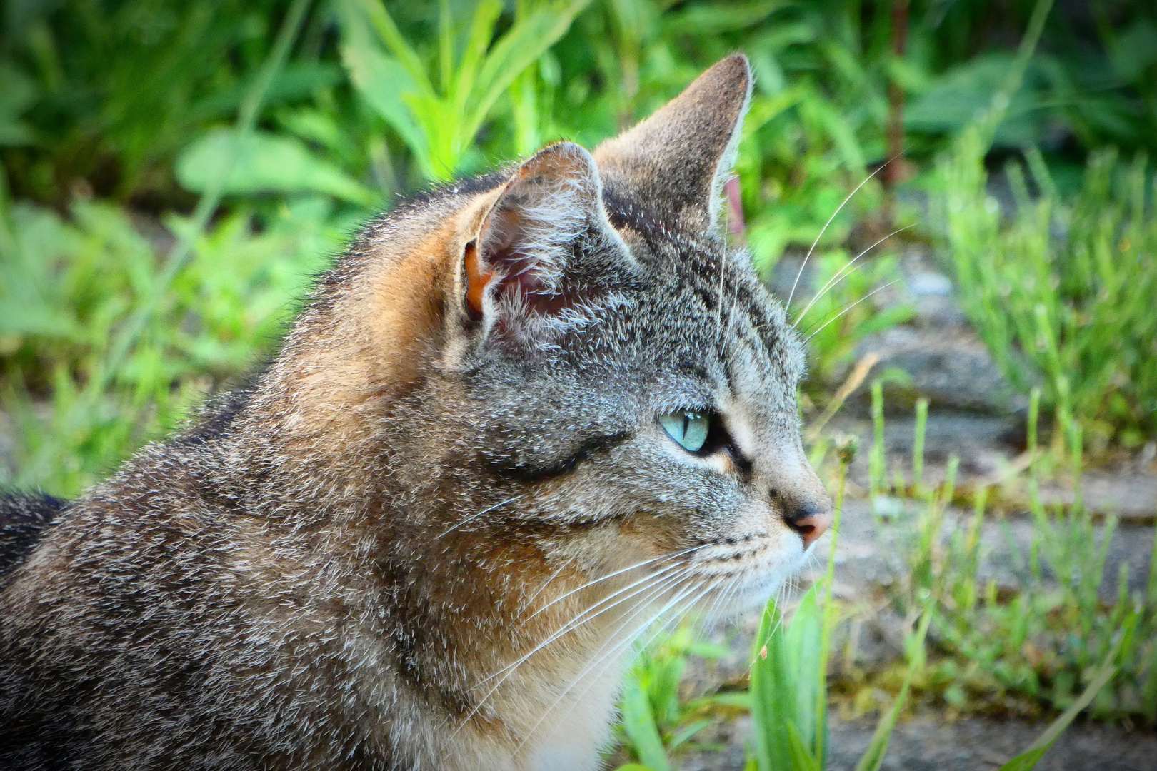 Eine Katze auf Besuch