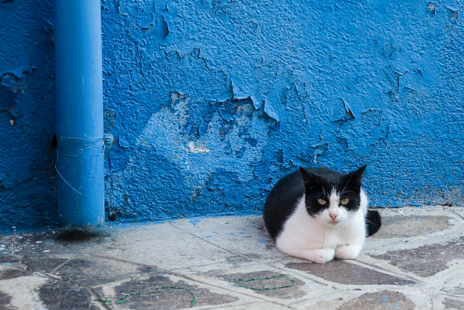 Eine Katze auf Burano