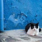 Eine Katze auf Burano