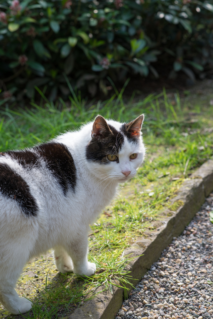 Eine Katze auf dem Friedhof