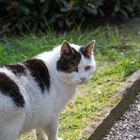 Eine Katze auf dem Friedhof