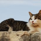 Eine Katze aus Ephesos