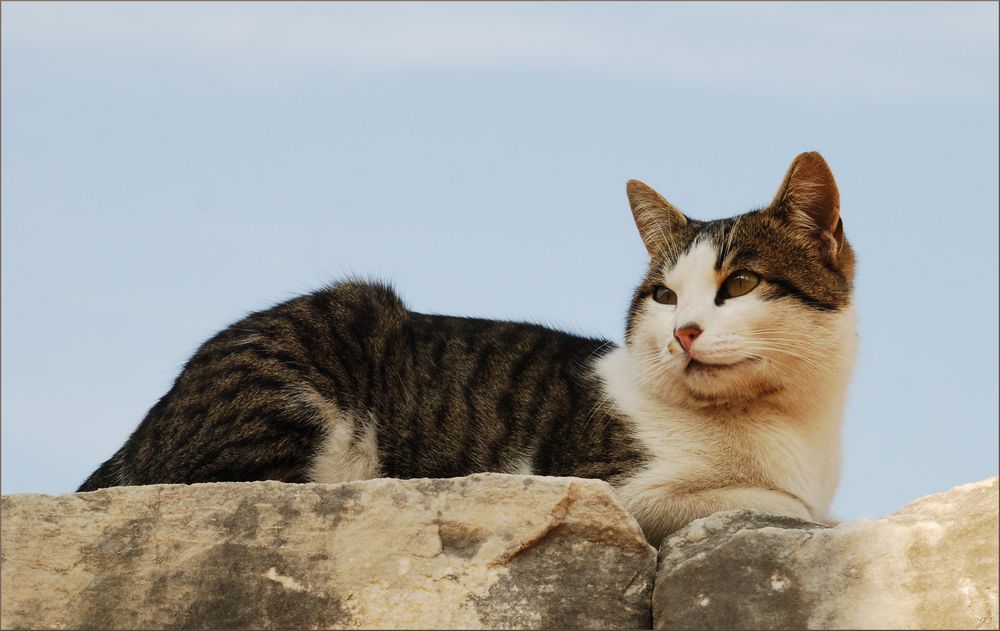 Eine Katze aus Ephesos