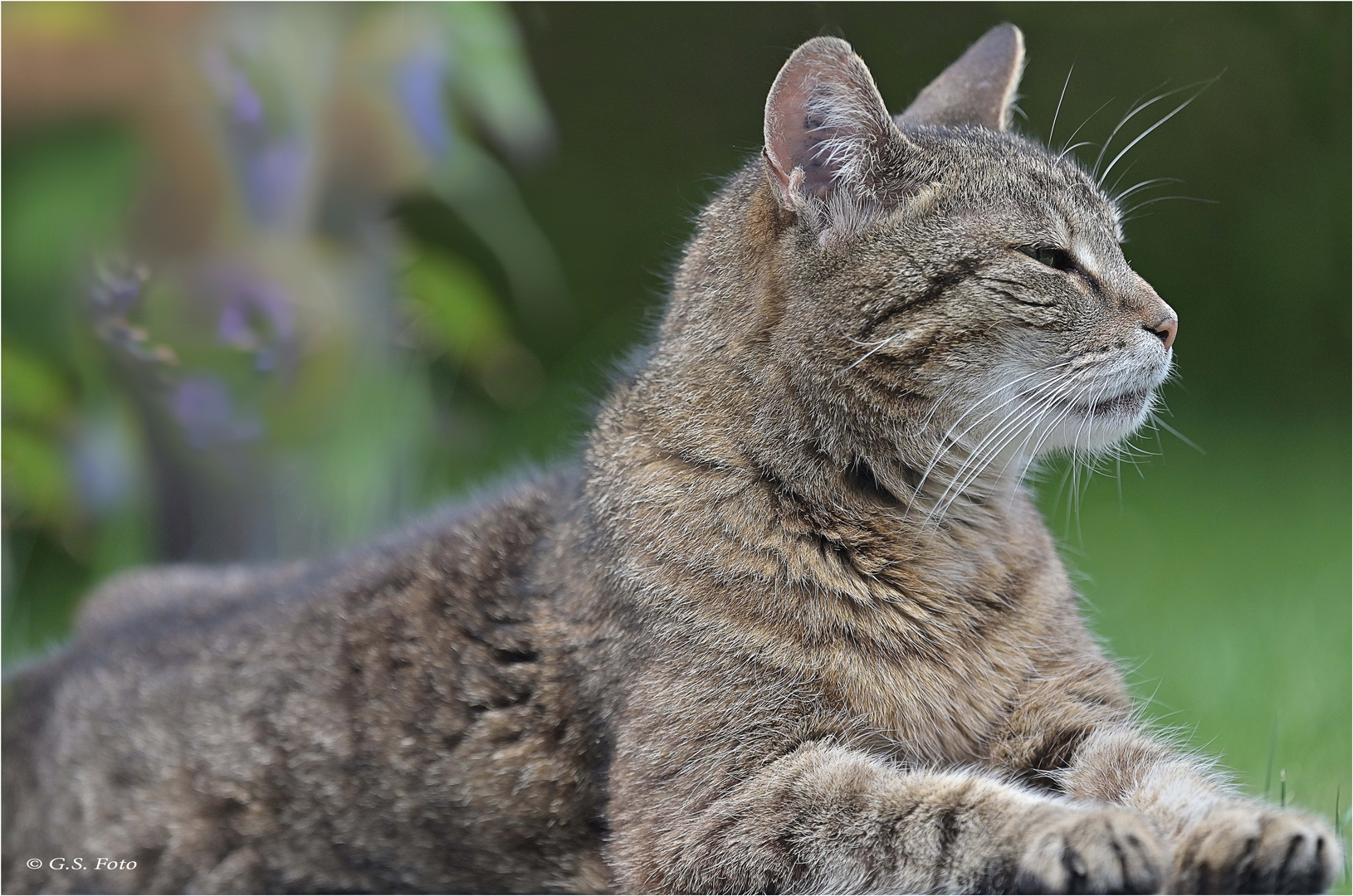 Eine Katze......