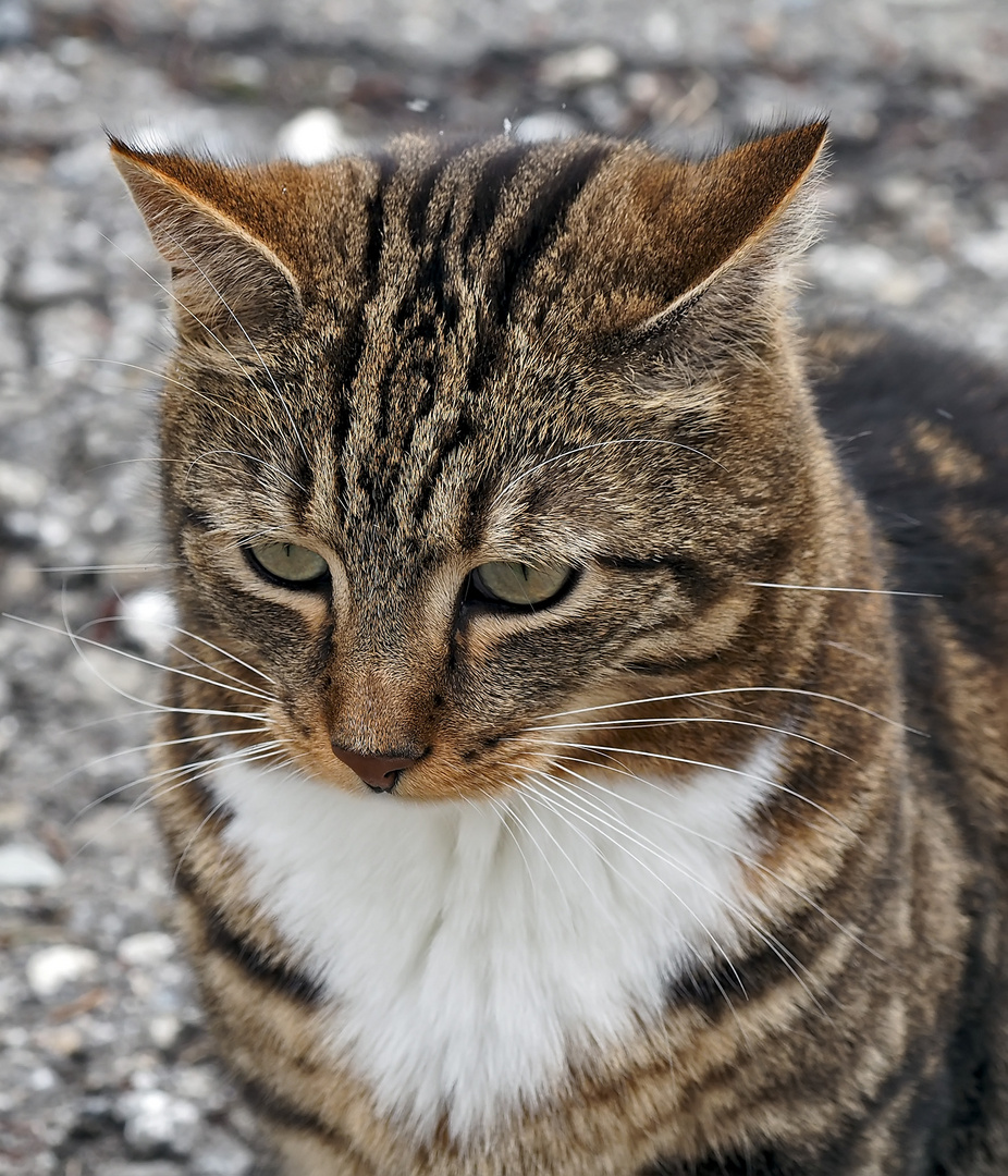 Eine Katze, die nachdenkt! Was kommt wohl dabei heraus? - Un chat philosophe!