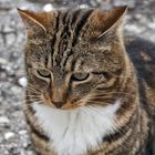 Eine Katze, die nachdenkt! Was kommt wohl dabei heraus? - Un chat philosophe!