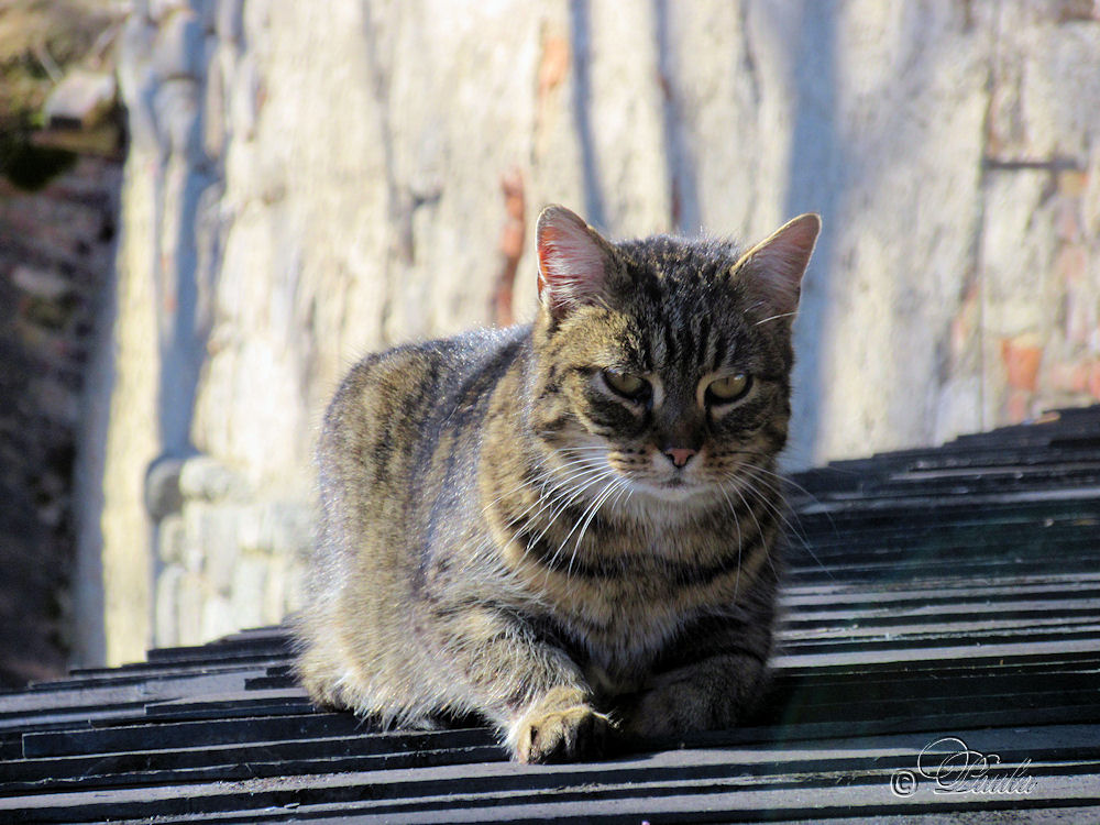 eine Katze die sich sonnt