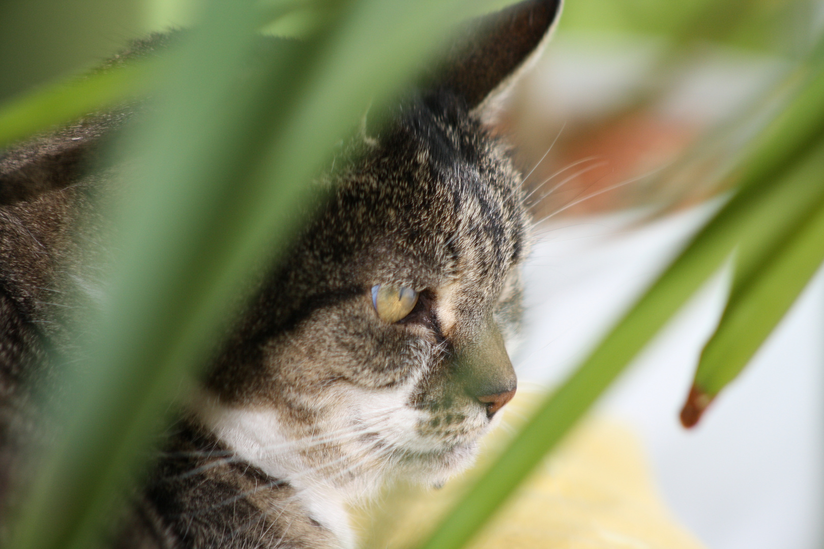 Eine Katze fühlt sich unbeobachtet