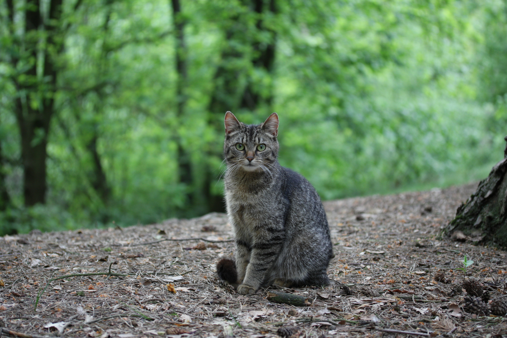 Eine Katze im Naturpark