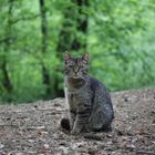 Eine Katze im Naturpark