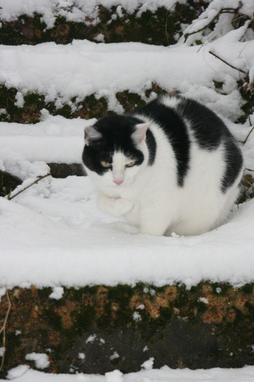 Eine Katze im Winter, hat sie kalt?