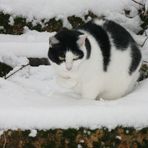 Eine Katze im Winter, hat sie kalt?