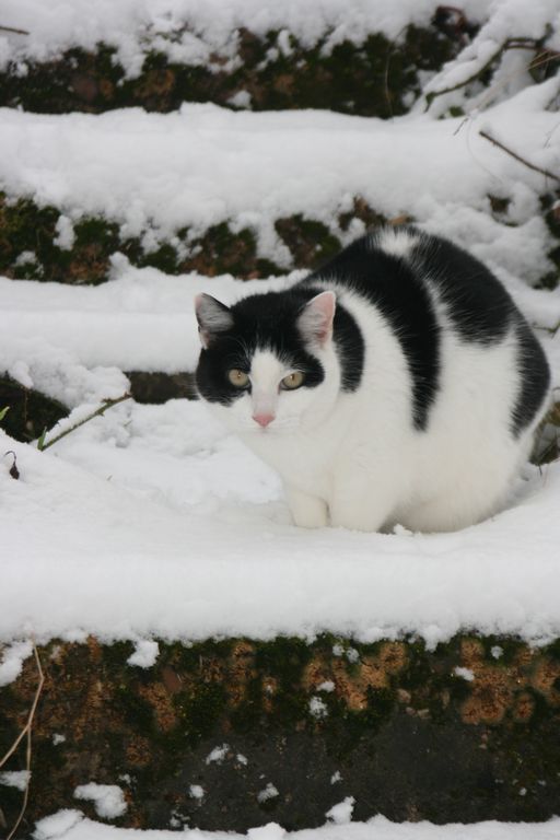 Eine Katze im Winter, sie erkundet die Lage