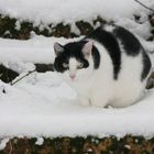 Eine Katze im Winter, sie erkundet die Lage