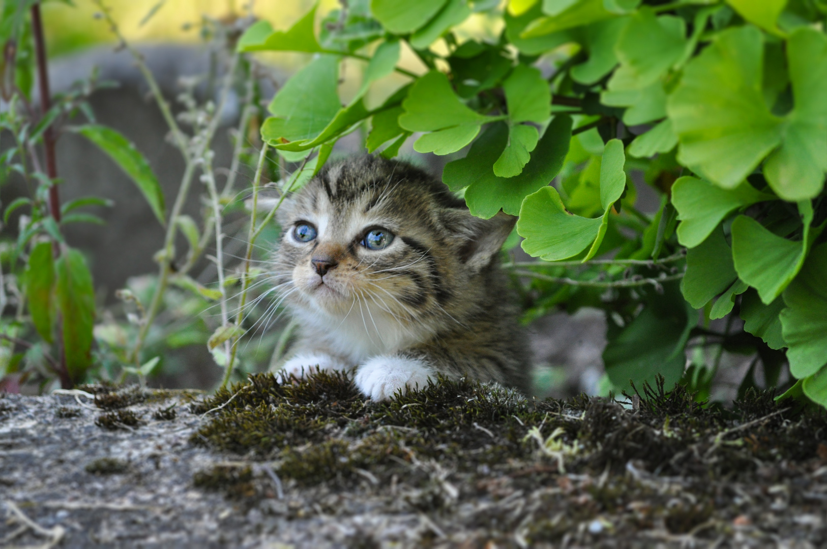 Eine Katze ist ein Löwe in einem Dschungel kleiner Büsche