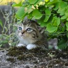 Eine Katze ist ein Löwe in einem Dschungel kleiner Büsche