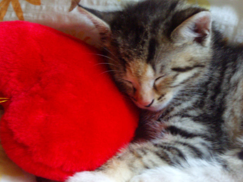 eine Katze mit Herz Foto & Bild emotionen, leise, rapd_fotos Bilder