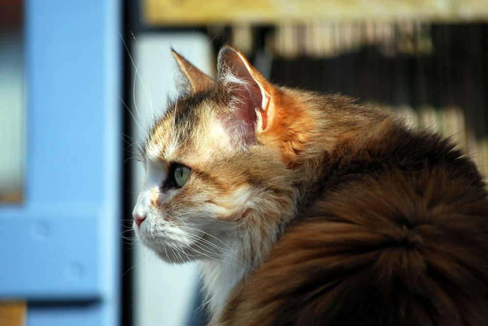 Eine Katze mit Profil