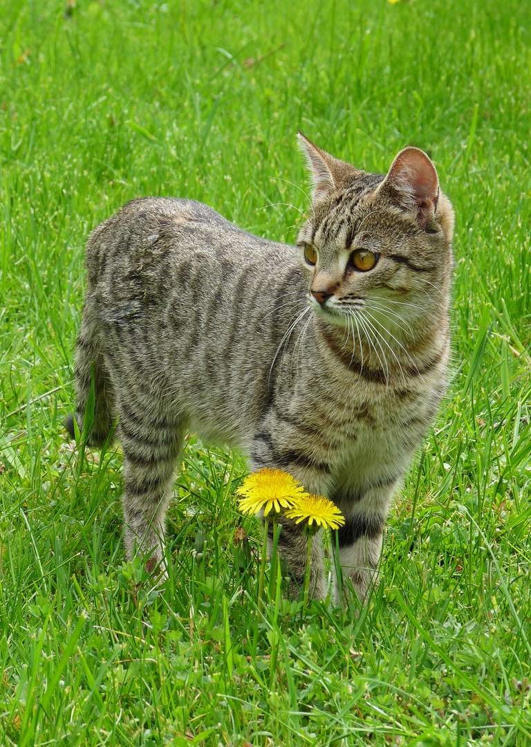 Eine Katze namens Bärbel