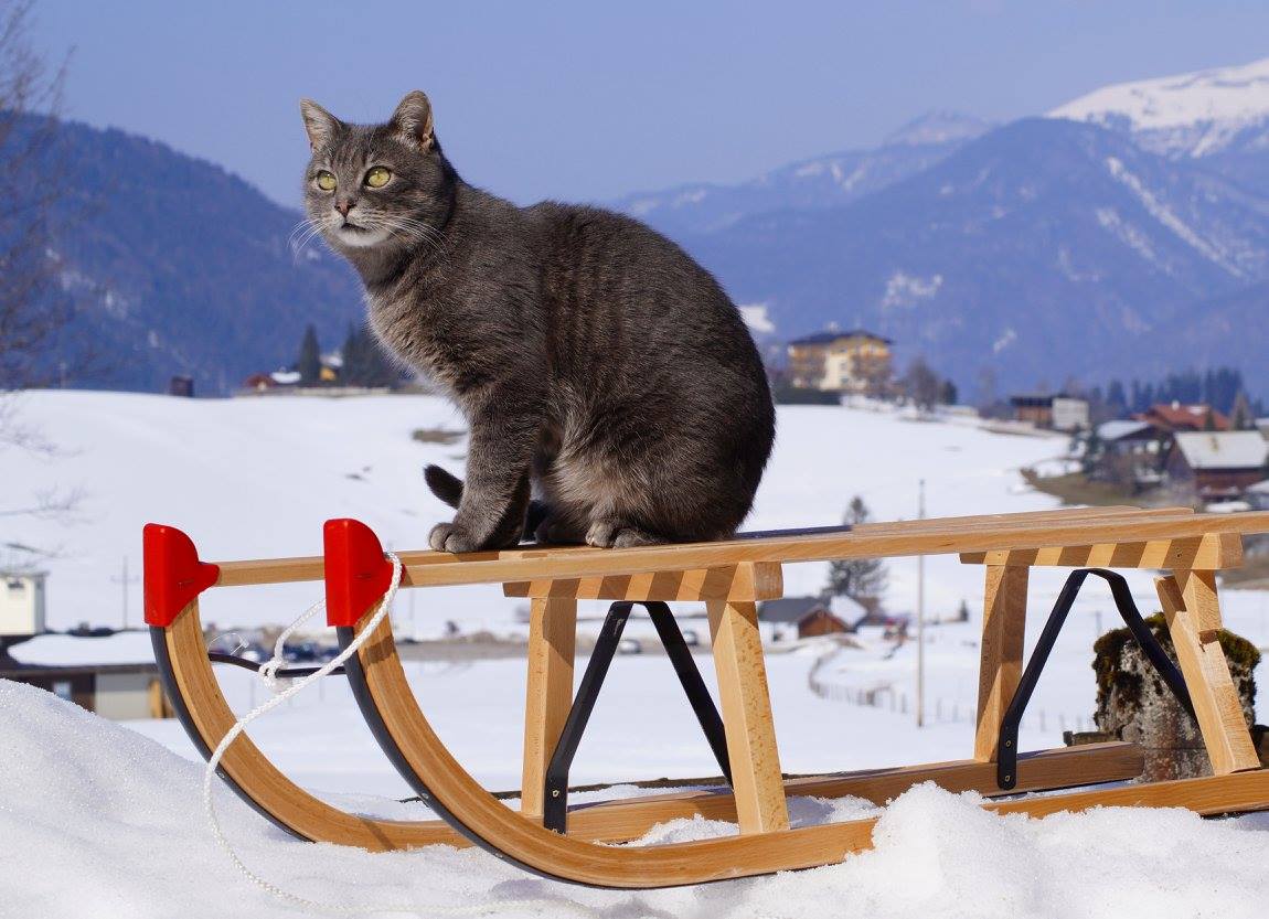 Eine katze wartet auf dem Schlitten 