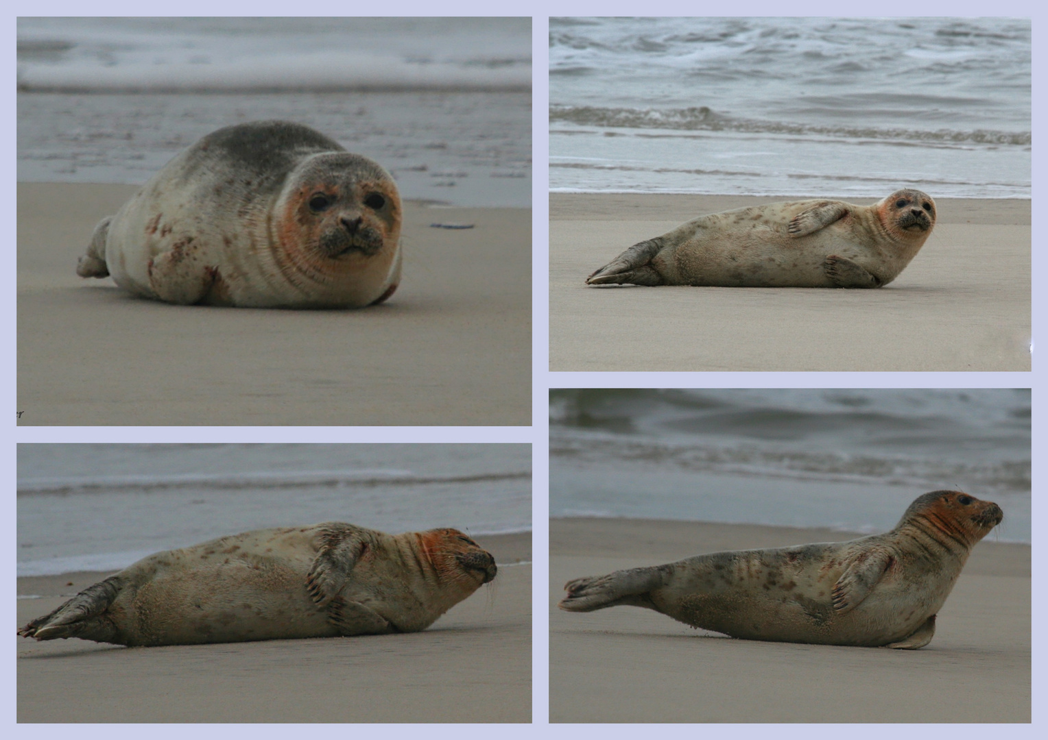 Eine Kegelrobbe am Weststrand